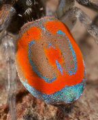 <i>Maratus pavonis</i> (Dunn, 1947) detail of opisthosoma