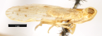 <i>Oliarus talunia</i> Kirkaldy, syntype female