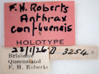 <i>Anthrax confluensis</i> Holotype label