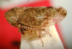 <I>Ruandopsis bunyensis</I> (Evans), allotype female.