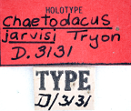 <i>Chaetodacus jarvisi</i> Holotype label