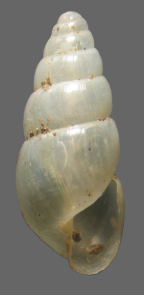 <em>Allopeas clavulinus</em>. Height of shell: 7-11 mm
