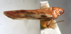 <i>Basileocephalus thaumatonotus</i> Kirkaldy, adult