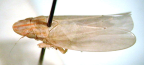 <I>Tortor pulchra</I>  Evans, holotype male.
