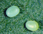 Fresh eggs of <I>Acalyphes</I> <I>philorites</I>