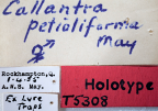 <i>Callantra petioliforma</i> Holotype label