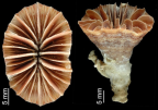 Calicular and oblique view of Javania lamprotichum