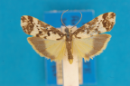 <i>Arrhythmica semifusca</i> Turner, 1940, male