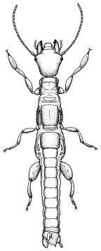 Notoligotomidae