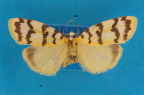 <i>Chiriphe tetramita</i> (Turner, 1940), female syntype