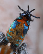 <i>Maratus calcitrans</i> Otto & Hill, 2012 detail of opisthosoma