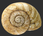 <em>Scagacola reducta</em>, dorsal view.
Diameter of shell: 16.5 mm