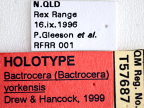 <i>Bactrocera (Bactrocera) yorkensis</i> Holotype label