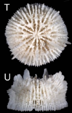 Calicular and lateral views of Fungiacyathus p. pacificus
