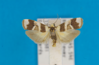 <i>Atelophleps tridesma</i> Turner, 1940, male