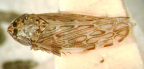 <I>Soractellus brunneus </I>Evans, holotype male.