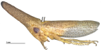 <i>Stenopsoides punctatus</i> Semeraro, <i>habitus</i>