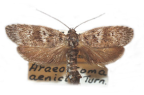 <I>Araeostoma aenicta</I> Turner, 1917 [photo by Len Willan]