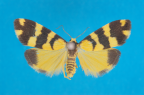 <i>Thallarcha partita</i> (Walker, 1869), female