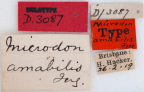 <i>Microdon amabilis</i> Holotype labels