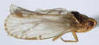 <i>Innobindus marginatus</i> Löcker, adult