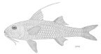 <I>Upeneus filifer</I>, holotype of <I>Pennon filifer</I> Whitley