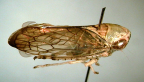 <I>Brunotartessus eldoensis</I> F. Evans, adult male.