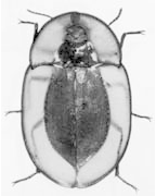 Piedish Beetle  [after Matthews 1987]