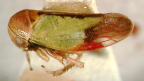 <I>Toropsis bella</I> (Evans), holotype female.