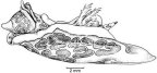 Family Gastropteridae. <i>Sagaminopteron psychedelicum</i>.(from Beesley, Ross & Wells 1998) [R. Plant]