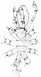 <I>Ammothella fistella</I>, from Arango (2003), as <I>Ammothella </I>sp.