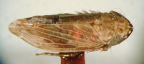 <I>Maiestas lucindae </I>(Kirkaldy), syntype female.