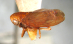 <i>Neotartessus ianeira</i> (Kirkaldy), adult female.
