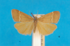 <i>Chiriphe monogrammaria</i> Walker, [1863], male