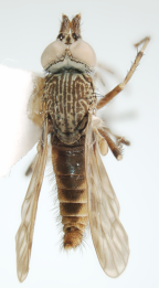 <I> Neodialineura striatithorax</I>  Male dorsal