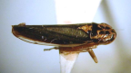 <i>Ishidaella pettimolua</i> (Kirkaldy), adult.