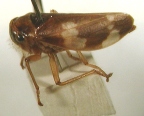 <I>Pogonoscopus lenis </I>(Jacobi), adult female.