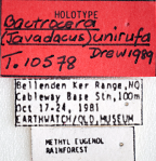 <i>Bactrocera (Bactrocera) unirufa</i> Holotype label