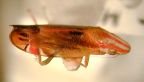 <I>Tortor dorrigensis </I>(Evans), adult.