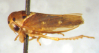 <i>Pedioscopus philenor</i> Kirkaldy, adult female.