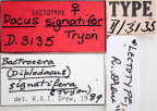 <i>Dacus signatifera</i> Lectotype label
