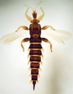 <em>Xaniothrips xantes</em>, a domicile kleptoparasite