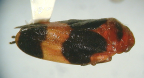 <I>Euryaulax carnifex</I> (Fabricius), adult, Qld form.