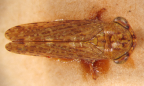 <i>Stenalsella testacea</i> Evans, holotype male.