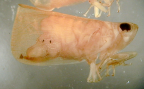 <i>Andrewsiella oceanica</i> Izzard, adult female, stored in ethanol.