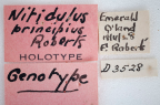 <i>Neosardus principius</i> Holotype label.   It appears Roberts labelled the specimens as <i>Nitidulus</i> but published the genus as <i>Neosardus</i>. Hahn 1962 then referred to <i>Nitidulus</i> in the Macleay Museum. 
