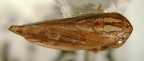 <I>Epipsychidion epipyropis</I> Kirkaldy, adult female.