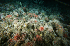 Images of stylasterid coral fields in Antarctica.