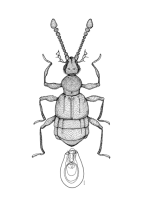 <I>Tmesiphorus formicinus </I>Macleay