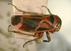 <i>Eurymelita terminalis</i> (Walker), type species of <i>Eurymelita</i> Evans.